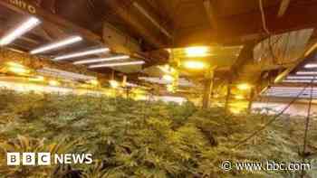 Three arrests as over 1,000 cannabis plants seized
