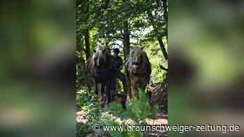 Neue Strategie in Walkenried: Pferde gegen Wildschwein-Invasion