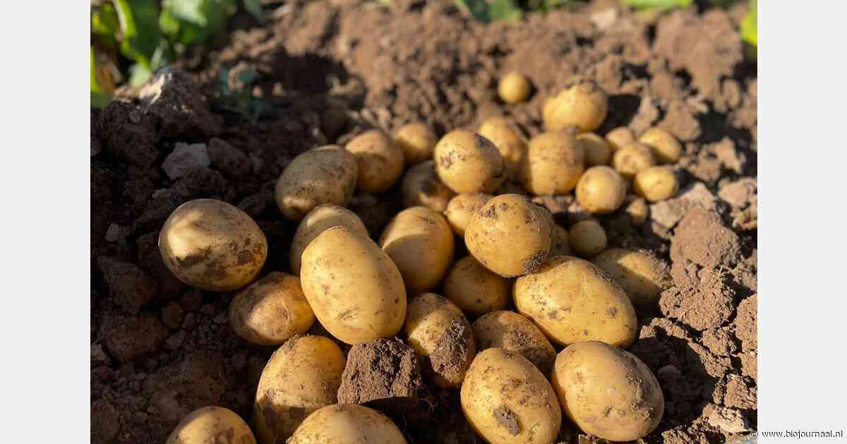 "Stijgende trend in bio-aardappelen nu vertrouwen onder consument weer terug is"