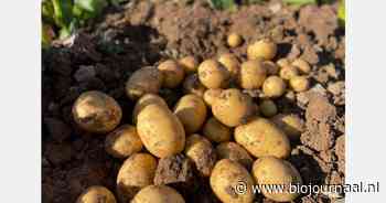 "Stijgende trend in bio-aardappelen nu vertrouwen onder consument weer terug is"