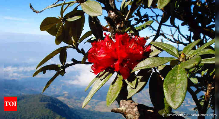 Why blooming of this flower in Uttarakhand is alarming