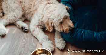 Loss of appetite could be symptom of little-known dog disease that's common in humans