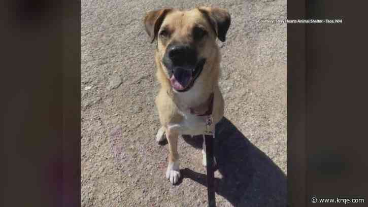 Long term resident of Taos animal shelter looking for a home