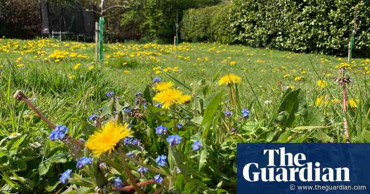 No Mow May: councils urge Britons to put away lawnmowers