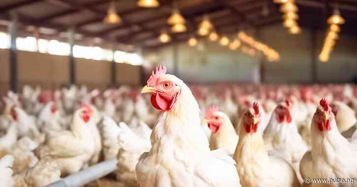 Rising hot weather may prevent chickens from laying eggs, kill 50% in Lagos
