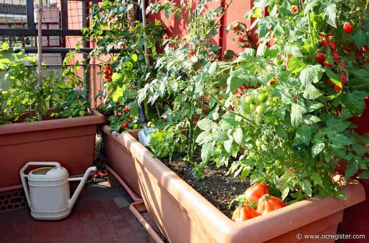 May is the month to plant summer vegetables. Here’s how to do it.
