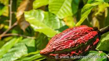 Stecker gezogen: Kakaopreis bricht nach Rallye ein – Ist das die Chance zum Einstieg?