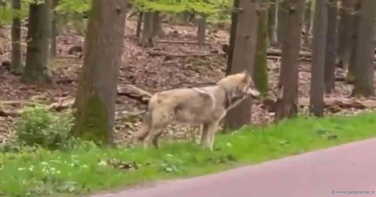 Niet-schuwe wolf mag met paintballgeweer worden afgeschrikt, provincie geeft vergunning af