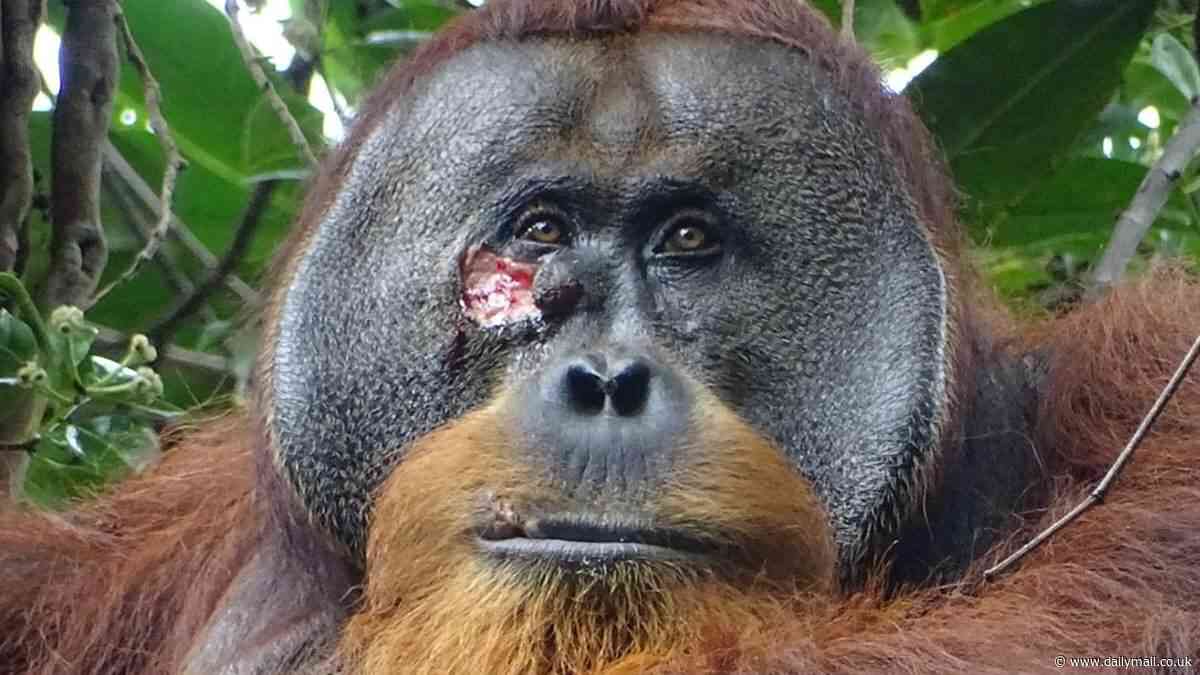 The secret live of apes: After orangutan's medical marvel how other primates have hidden skills and abilities including making and using tools and even babysitting