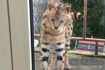 Politie op zoek naar eigenaar van Afrikaanse serval: dier zat gewoon op terras