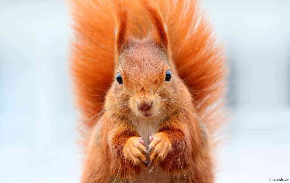 Middeleeuwse Engelsen waren gek op eekhoorns – maar die liefde werd ze soms fataal, zo blijkt uit nieuw onderzoek