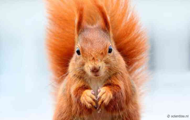 Middeleeuwse Engelsen waren gek op eekhoorns – maar die liefde werd ze soms fataal, zo blijkt uit nieuw onderzoek