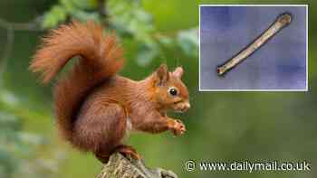 Leprosy spread between people and red SQUIRRELS in medieval England, study reveals