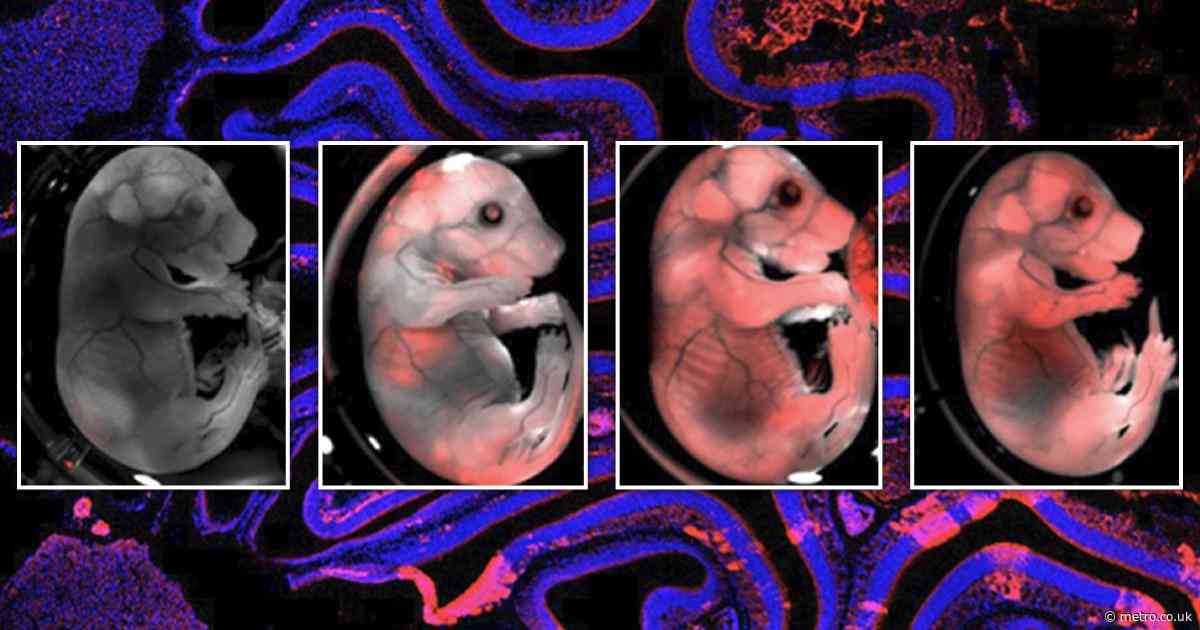 Scientists have created a Frankenstein mouse with a part-rat brain