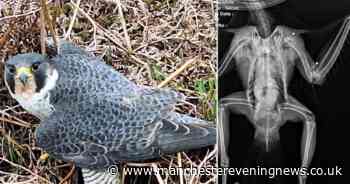 Police investigating and £10,000 reward offered after peregrine falcon shot dead on nature reserve