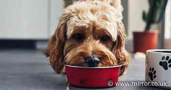 Pet owners issued stark warning after high bacteria levels found in common dog food