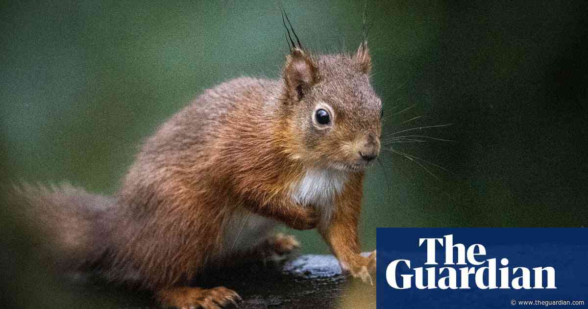 Leprosy passed between medieval squirrels and humans, study suggests