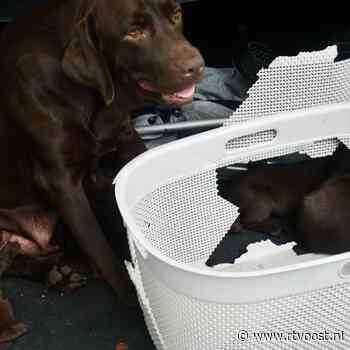 112 Nieuws: File op A35 door auto in de sloot | Auto met tien honden in kofferbak in sloot bij Geerdijk