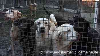 Wie drei Hunde aus dem Neuburger Tierheim verschwanden