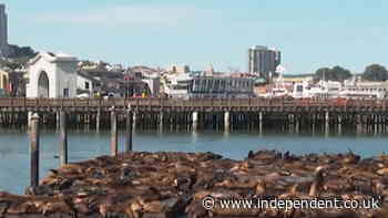 Record number of sea lions appear on San Francisco’s famous Pier 39