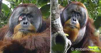 Orangutan treats facial wound with medicinal plant in documented first