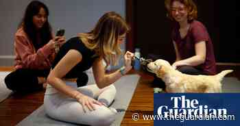 Dog gone: Italy bans ‘puppy yoga’ after reports of alleged mistreatment