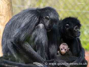 Excitement as new spider monkey is born at Colchester Zoo