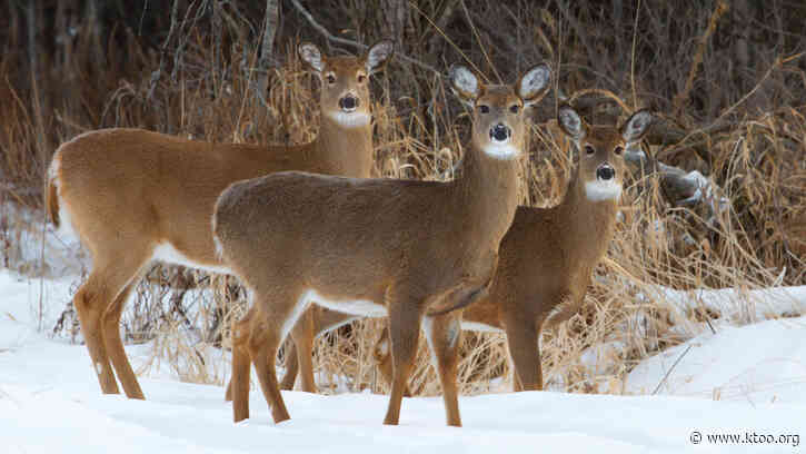Deer are expanding north. That could hurt some species like boreal caribou