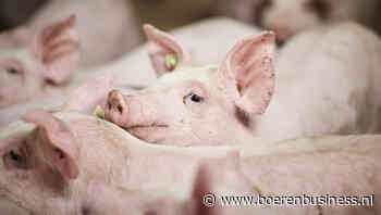 Krapper aanbod biedt houvast op varkensmarkt