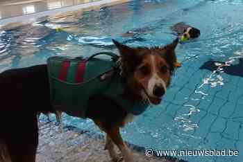 VIDEO. Net voor de grote renovatie mogen honden eens plonzen in zwembad Merksem: “Goed  voor hun spieren en gewrichten”