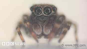 New species of spider discovered