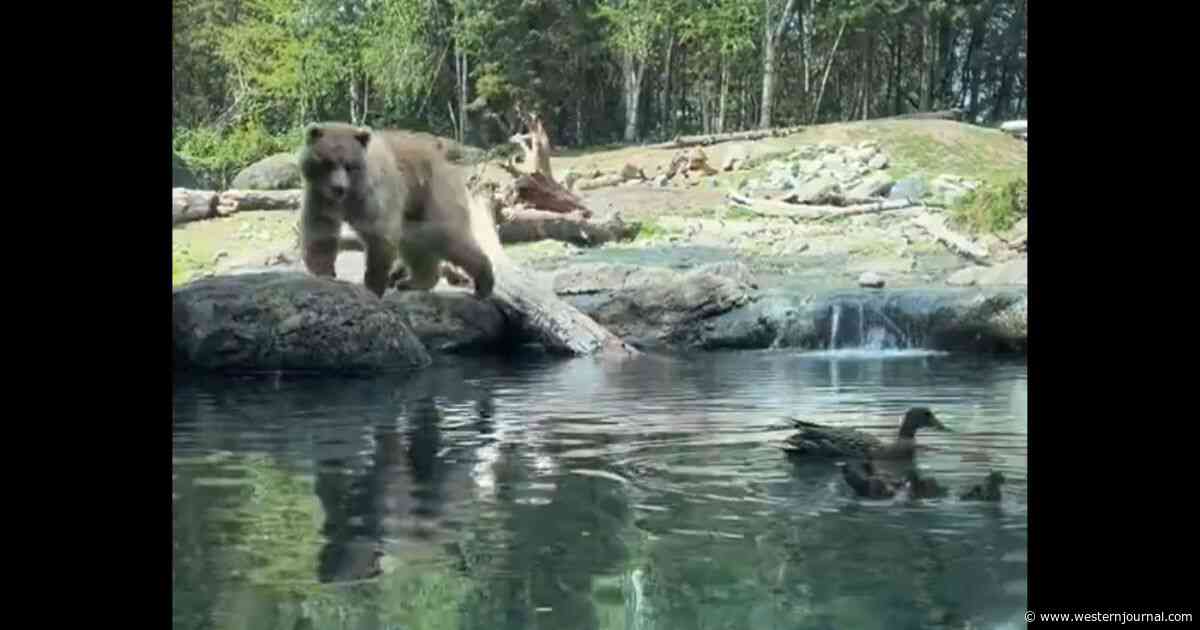 Kids at Zoo Get Firsthand Look at Nature as Mother Duck and Ducklings Land in Enclosure - Screams Begin as Hungry Bear Appears