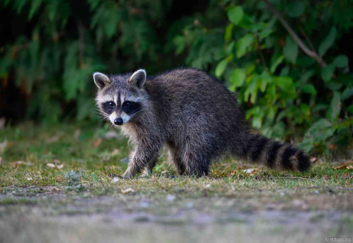 Vermont, federal officials plan rabies bait drop as wildlife cases rise