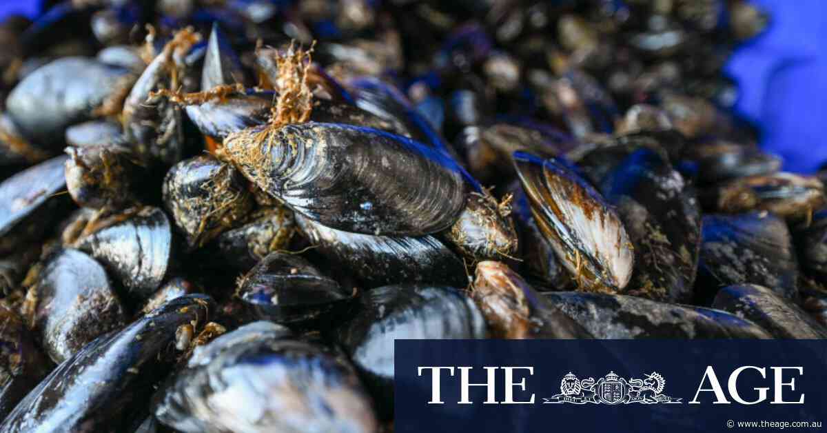 Farmers of the sea want more rope to strengthen mussel industry
