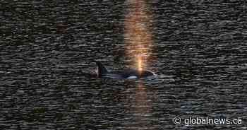 B.C. orphaned orca calf joins passing Bigg’s killer whale pod