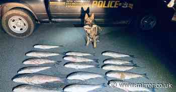 Police dog sniffs out poachers after fish hidden in strange places including inside traffic cones