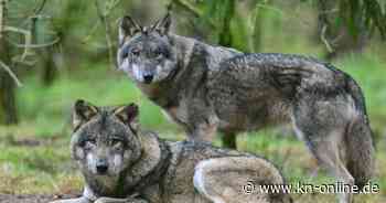 Wölfe: Noch kein Wolf auf Basis neuer Schnellabschussregel getötet