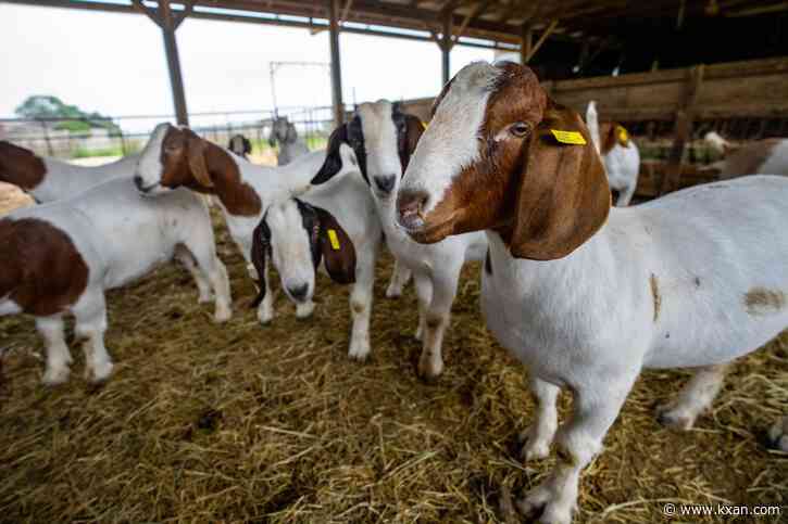 Texas appetite for goat meat growing