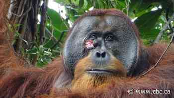 When this orangutan got roughed up, he treated his wound with a medicinal plant