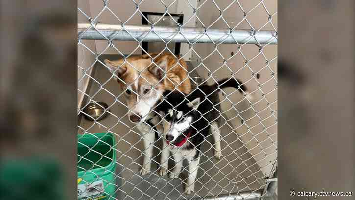 Southern Alberta animal shelters overrun with abandoned pets