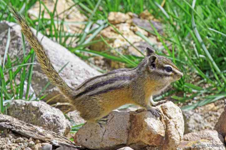 Chipmunk native to New Mexico could soon be protected by feds as population dwindles