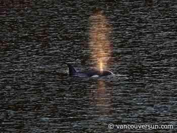 Fisheries Department warns boaters against disturbing orphan B.C. killer whale calf
