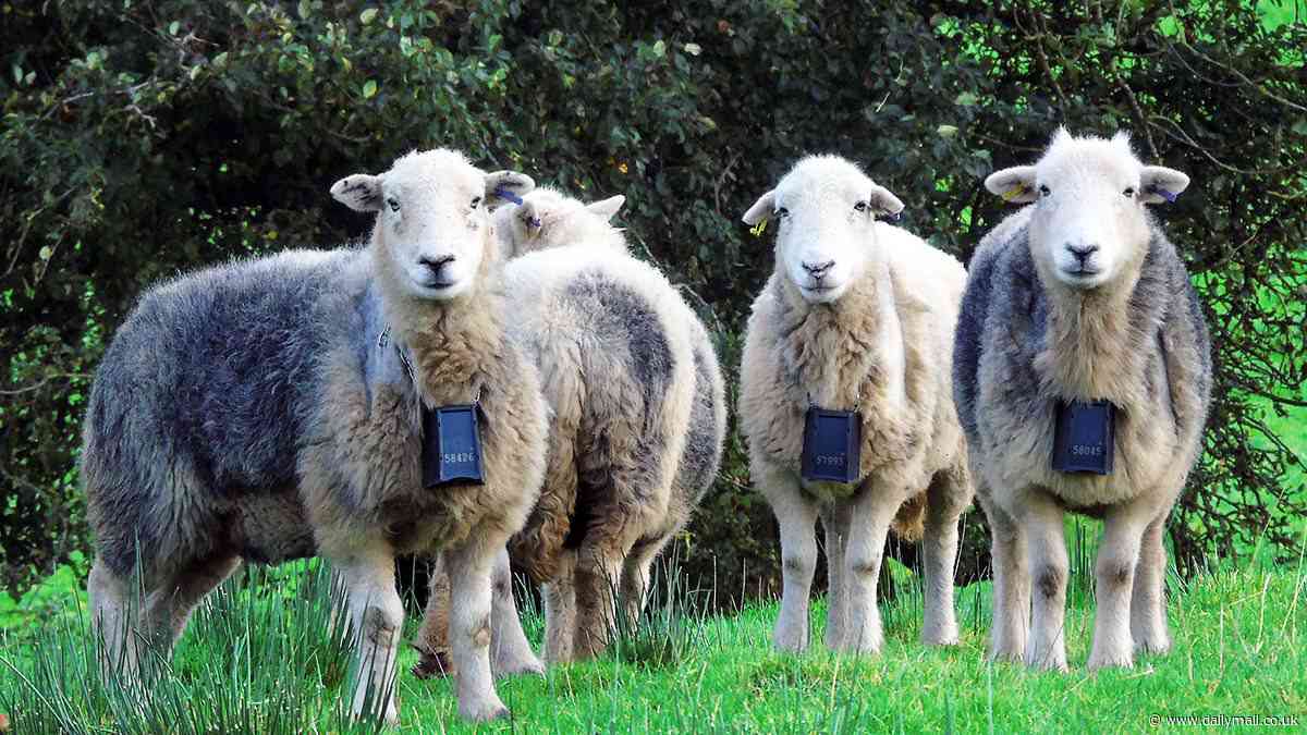 Troublesome sheep fitted with electric shock collars to stop them bothering rare birds in Cumbria