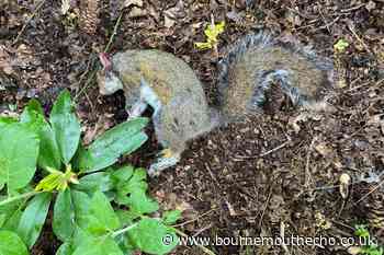 Wildlife 'killed' in Lower and Central Gardens, Bournemouth
