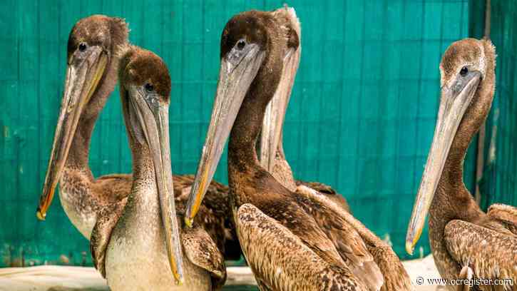 Spike in sick, starved brown pelicans has wildlife care center in need