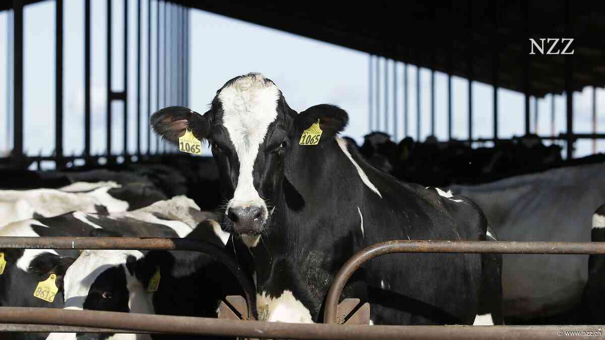 Rinder galten als unempfänglich für Vogelgrippeviren. Doch derzeit grassiert eine besorgniserregende Variante in Milchkuhbetrieben in den USA