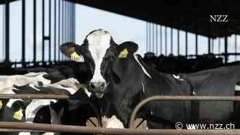 Rinder galten als unempfänglich für Vogelgrippeviren. Doch derzeit grassiert eine besorgniserregende Variante in Milchkuhbetrieben in den USA