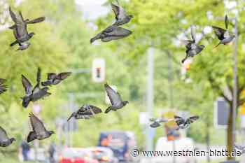 Bielefeld setzt Medikament gegen Tauben ein