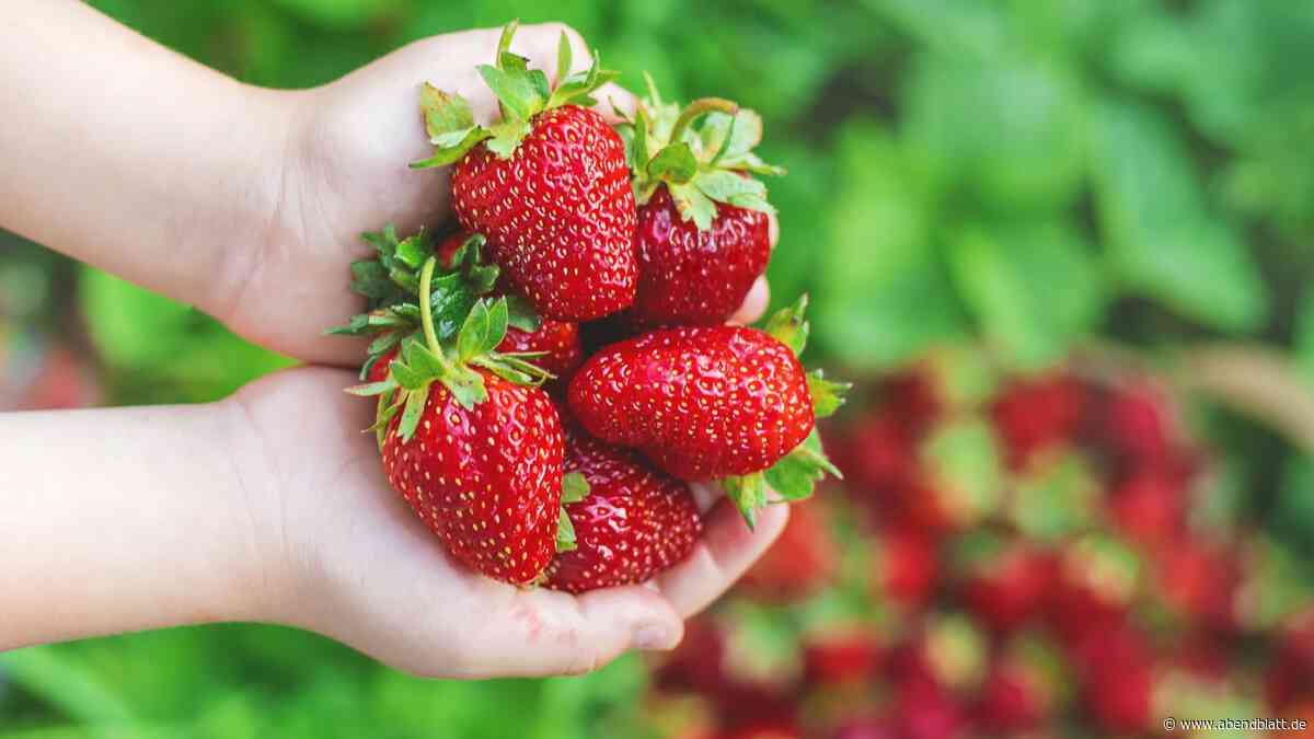 Erdbeer-Saison hat begonnen – wieviel man bezahlen muss