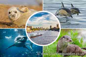 All the animals seen in River Thames from whales to sharks